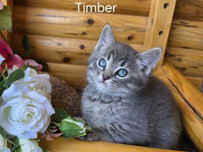Kittens For Sale In Cedar City Ut.