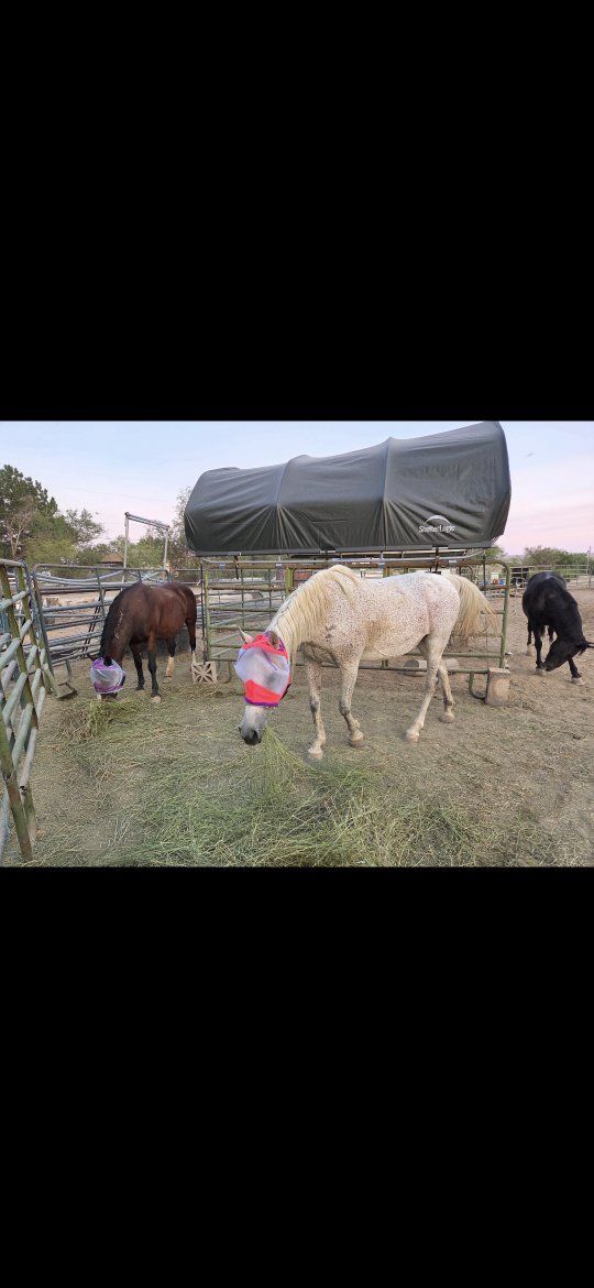 Arabian cross mare
