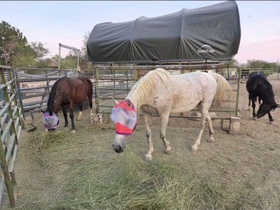 Arabian cross mare