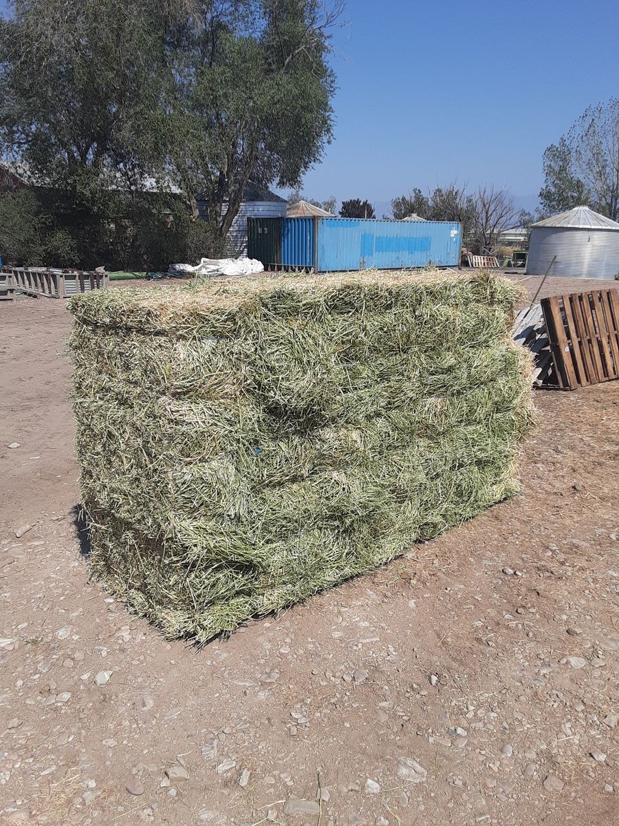 New 1st Crop Alfalfa Bundles