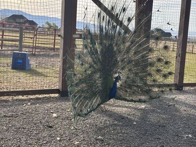 Male Peacocks
