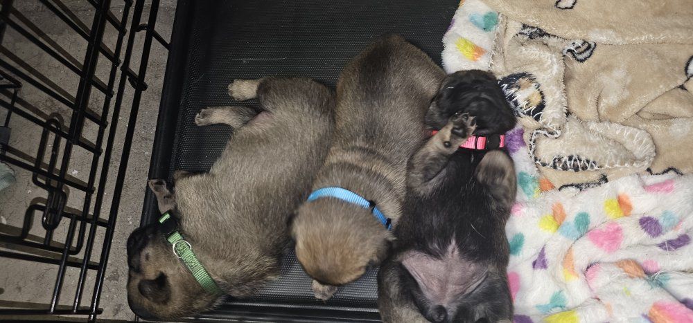 pug puppies