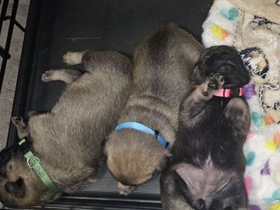 pug puppies