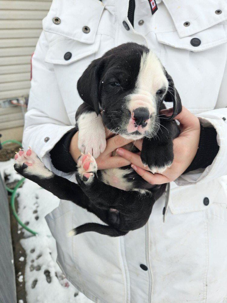 Great Dane English Mastiff puppy