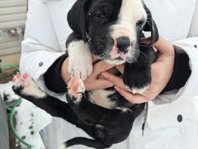 Great Dane English Mastiff puppy