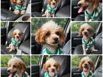 Intact male poodle bichon no shedding hypoallergenic offer a lesser price to cover neutering