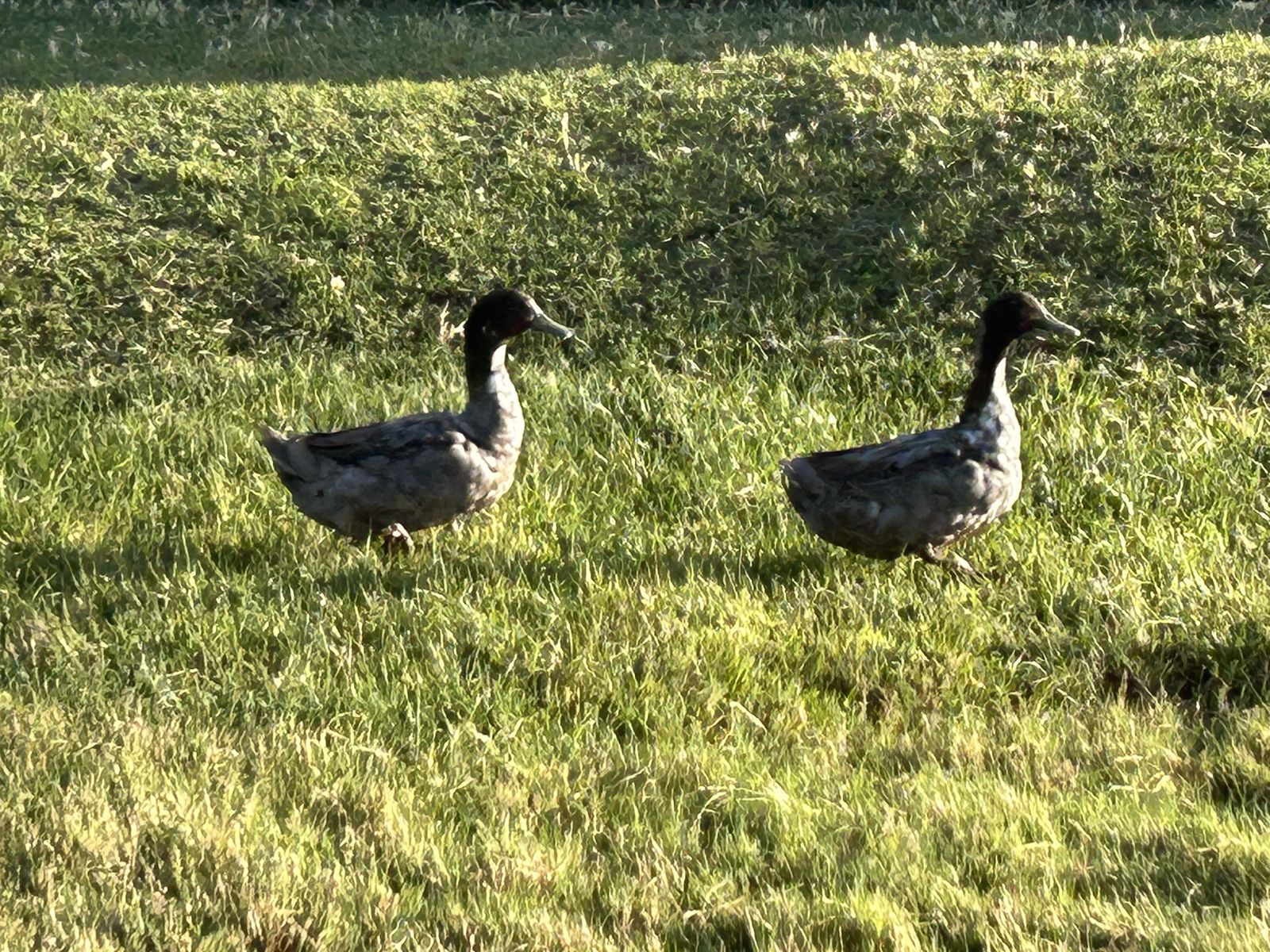 2 Drake ducks. —FREE