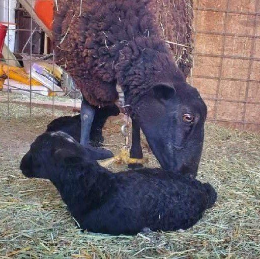 Female Katahdin Lamb with Babies For Sale