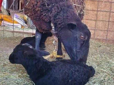 Female Katahdin Lamb with Babies For Sale
