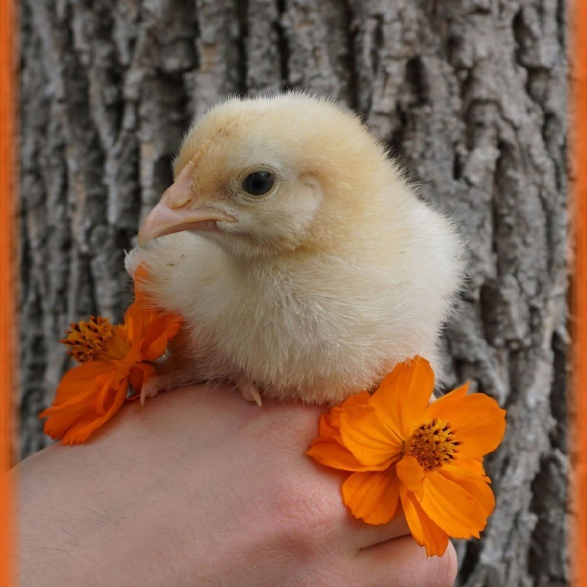 Buff Orpington Chicks!