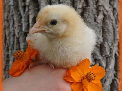Buff Orpington Chicks!