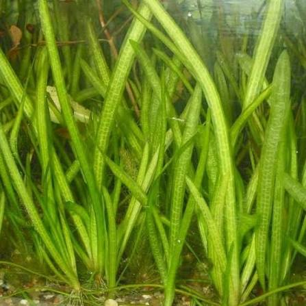 Aquarium Plant - Jungle Vallisneria (Jungle Val) | Tall Background Plant