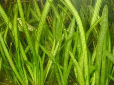 Aquarium Plant - Jungle Vallisneria (Jungle Val) | Tall Background Plant