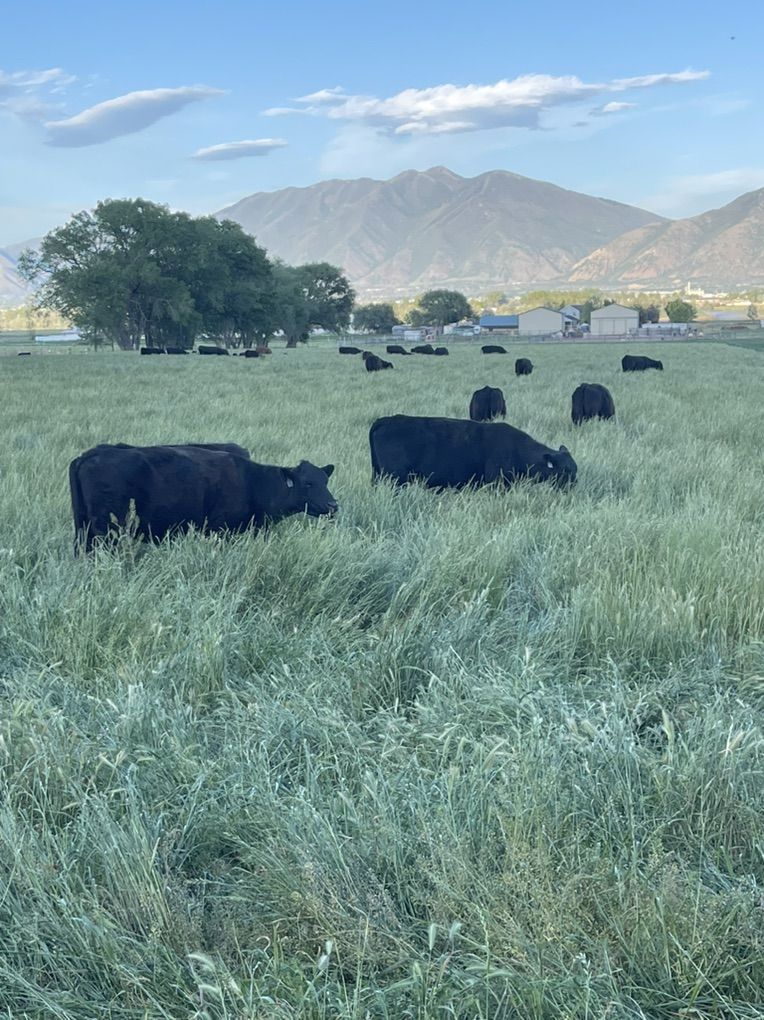 ISO pasture Lease