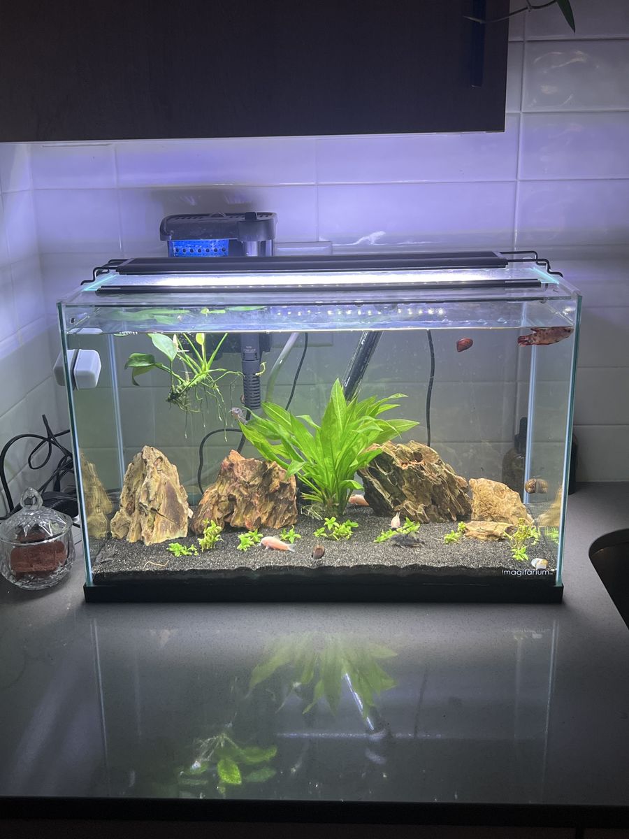 Imagitarium Frameless 10 Gallon Aquarium Fish Tank w/ Filter, heater & LED Light