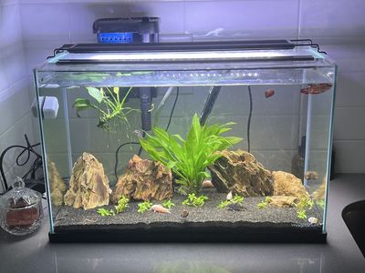 Imagitarium Frameless 10 Gallon Aquarium Fish Tank w/ Filter, heater & LED Light