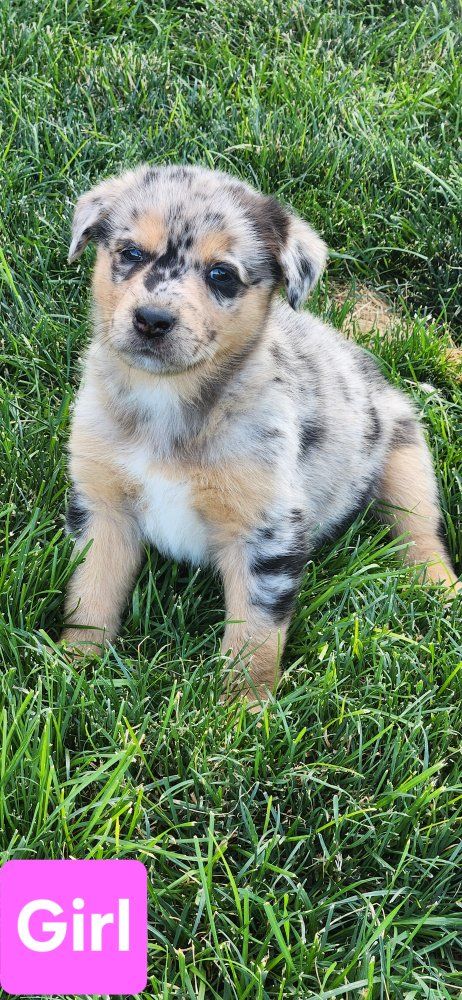 Aussiedoodle