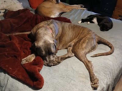 Diesel needs a new family