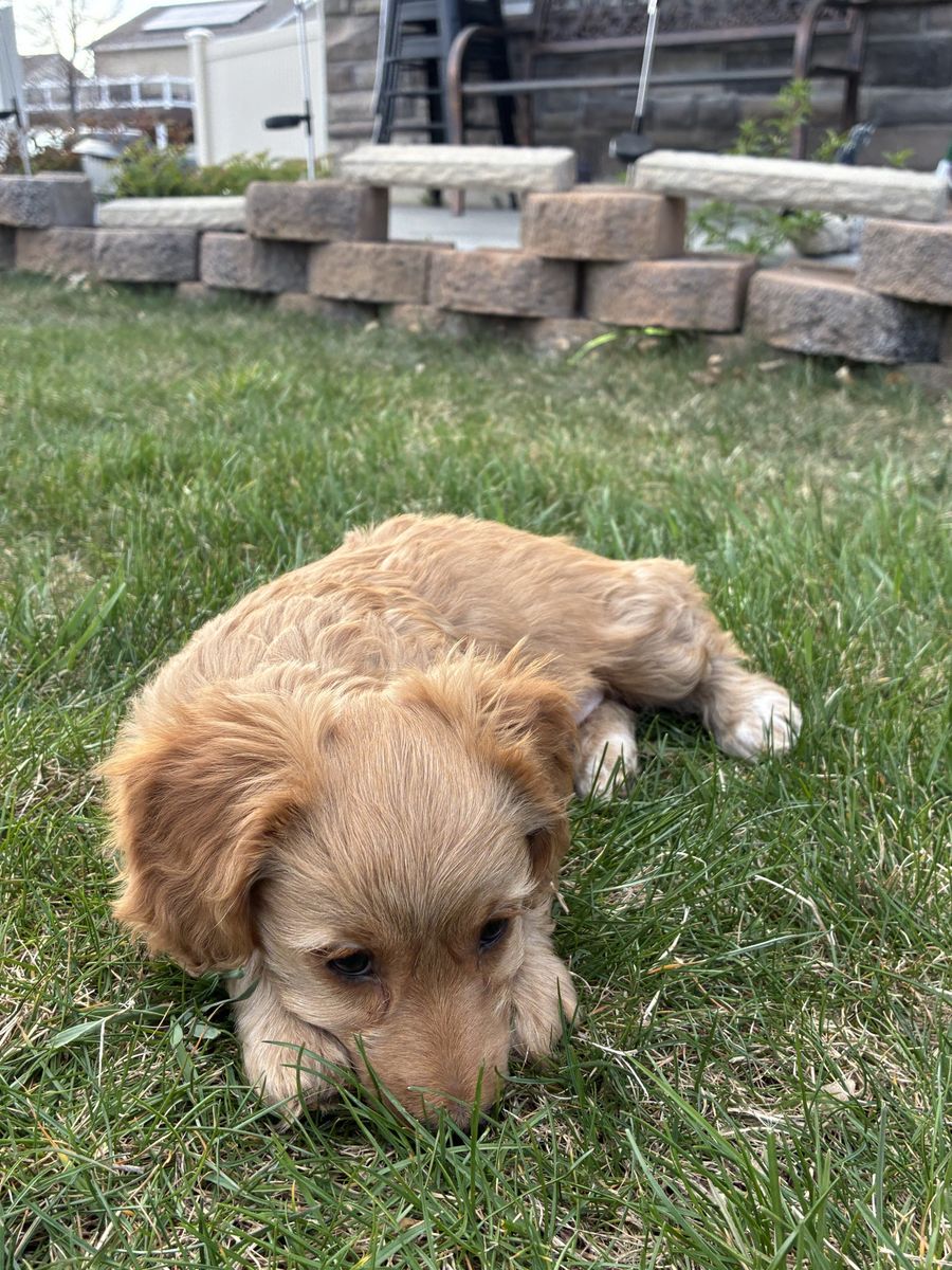 Dachshund Weenie Puppies