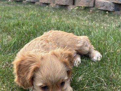Dachshund Weenie Puppies