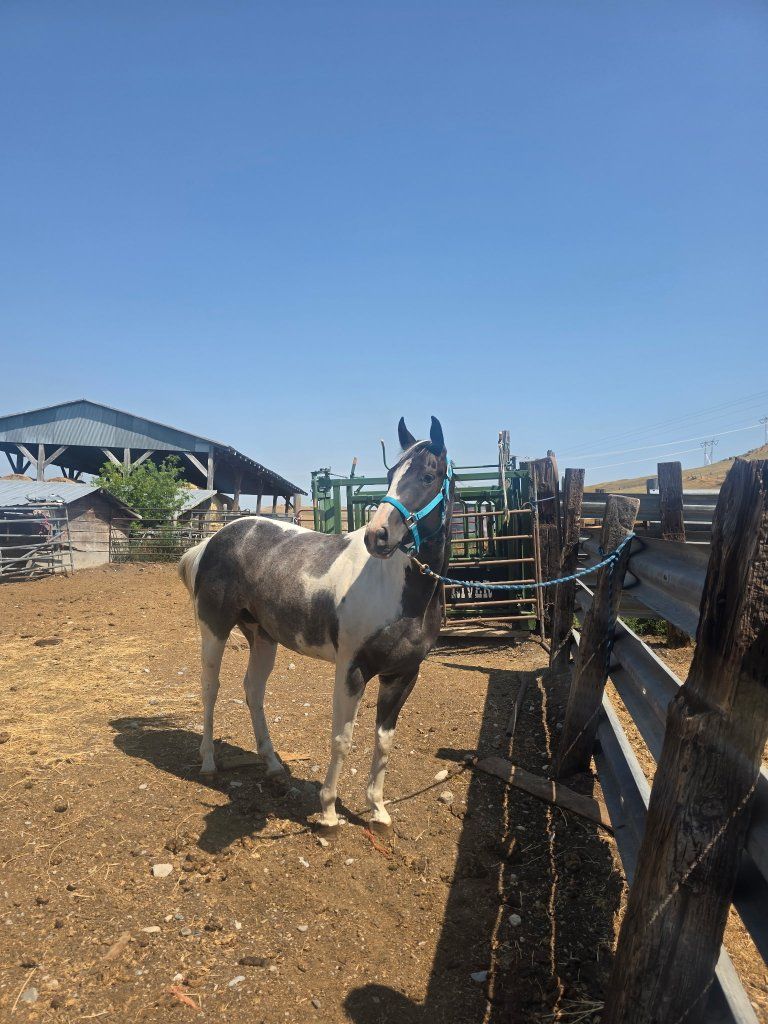 4 yr old mare