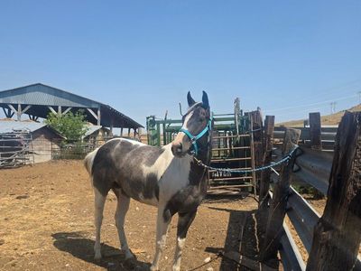 4 yr old mare