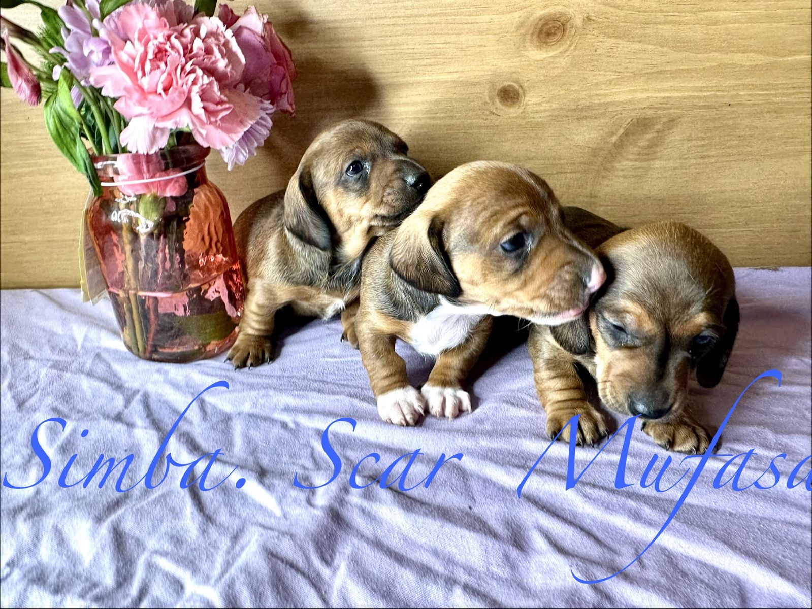 Purebred mini dachshunds