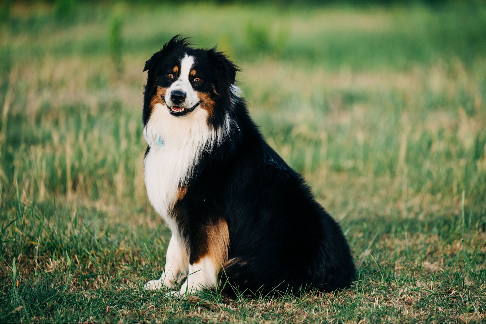ASCA/ASDR Male Stud