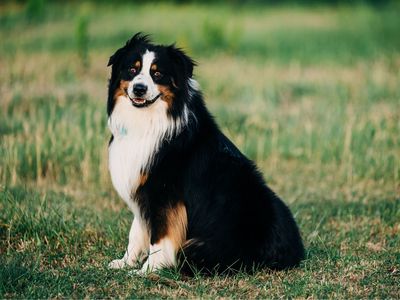 ASCA/ASDR Male Stud