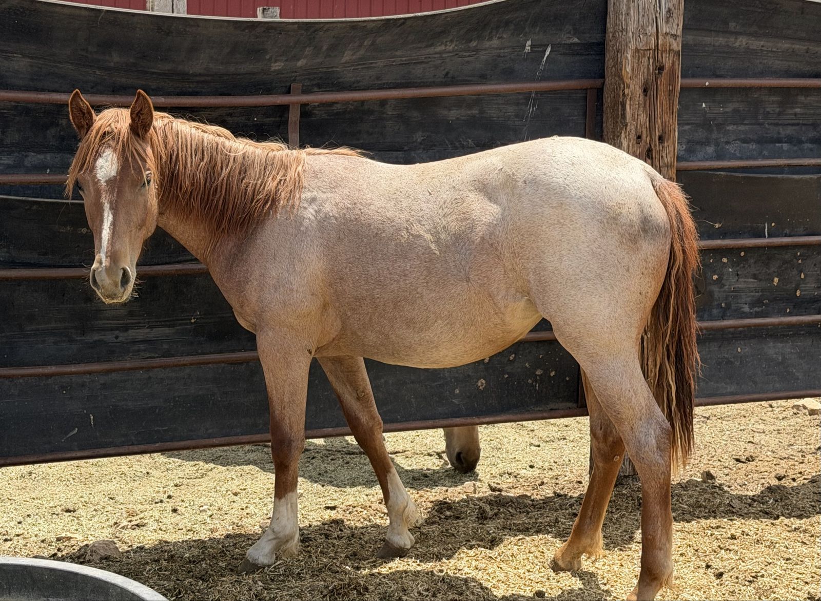 AQHA Red Roan Yearling Mare