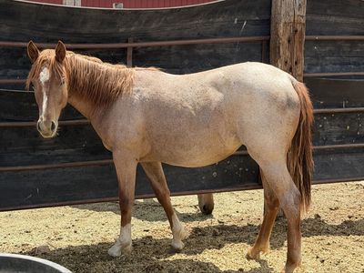 AQHA Red Roan Yearling Mare