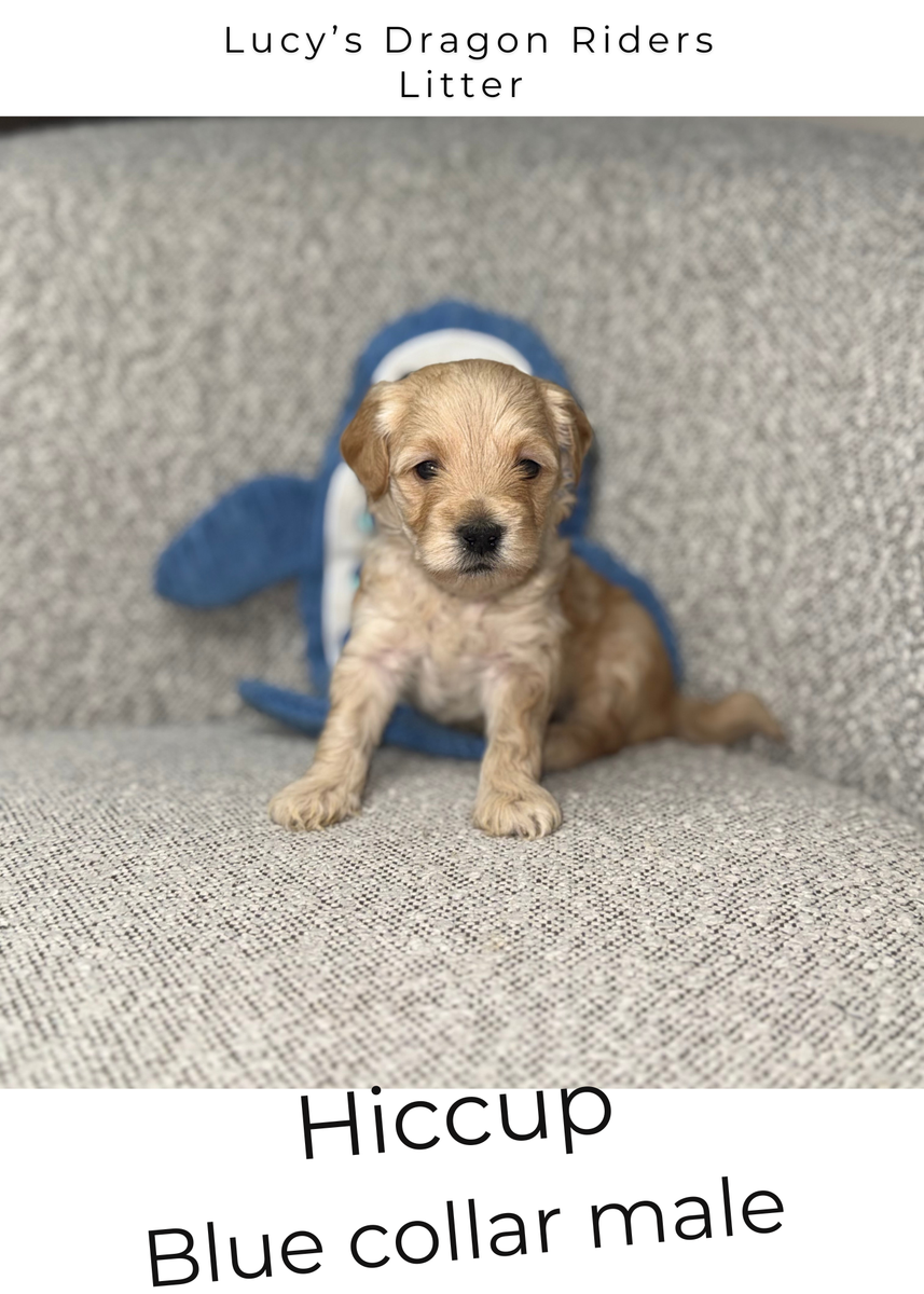 Micro Goldendoodle Puppies- 2 Male Spots Available
