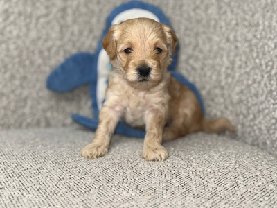 Micro Goldendoodle Puppies- 2 Male Spots Available
