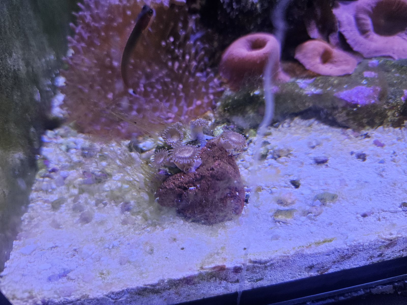 3 in purple hairy mushroom