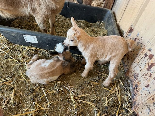 Baby dwarf goats for sale