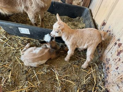 Baby dwarf goats for sale
