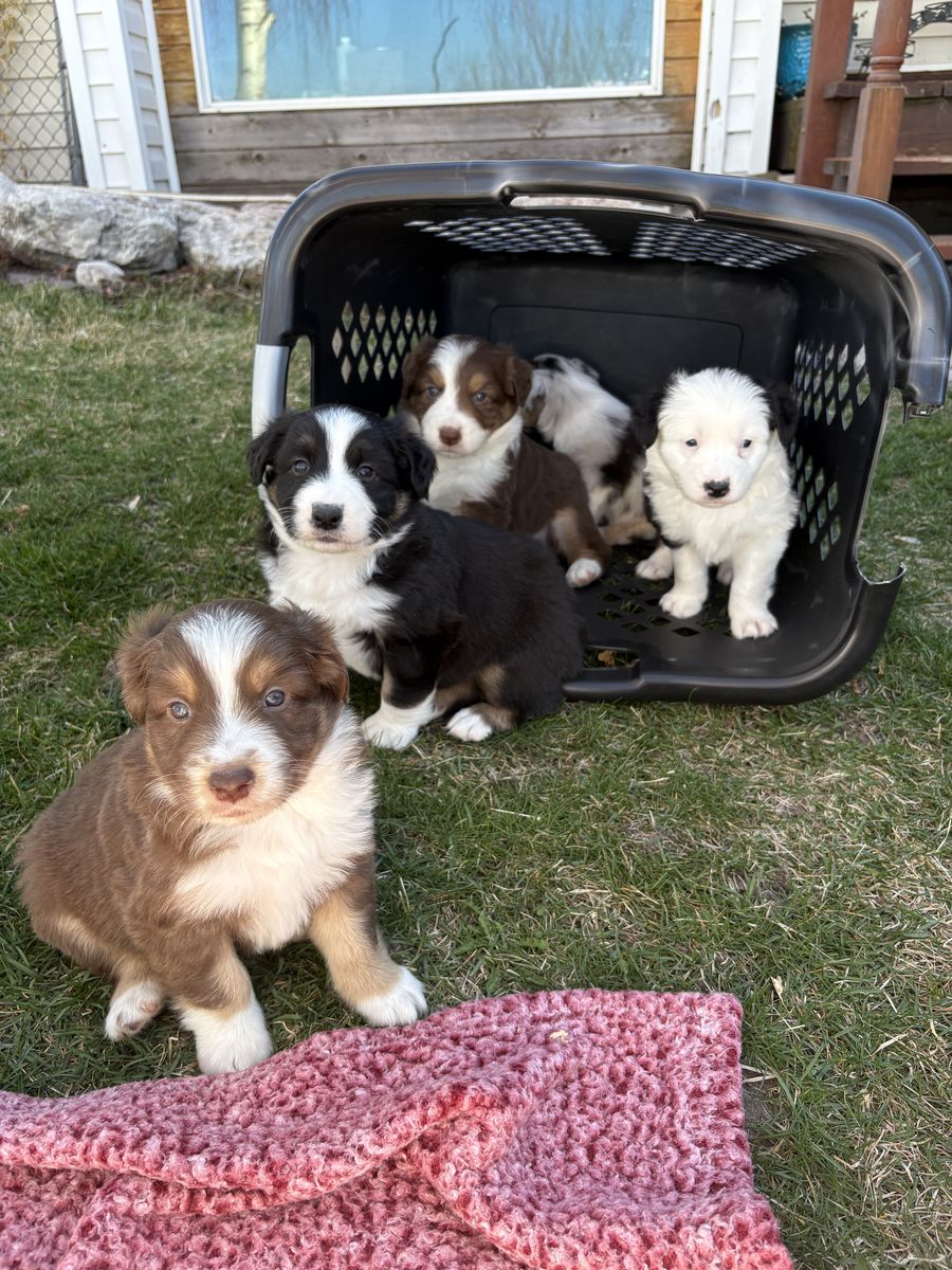 Australian Shepard Puppies