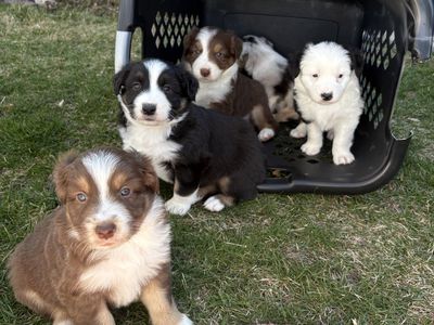 Australian Shepard Puppies