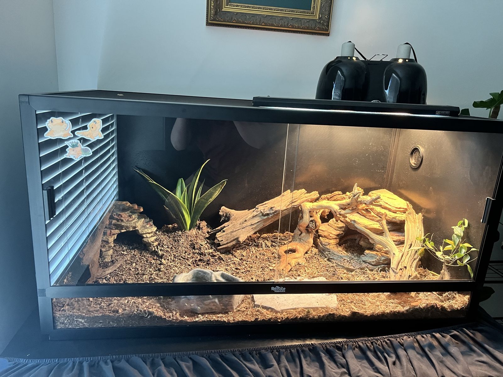 120 gallon fully bioactive enclosure with female bearded dragon