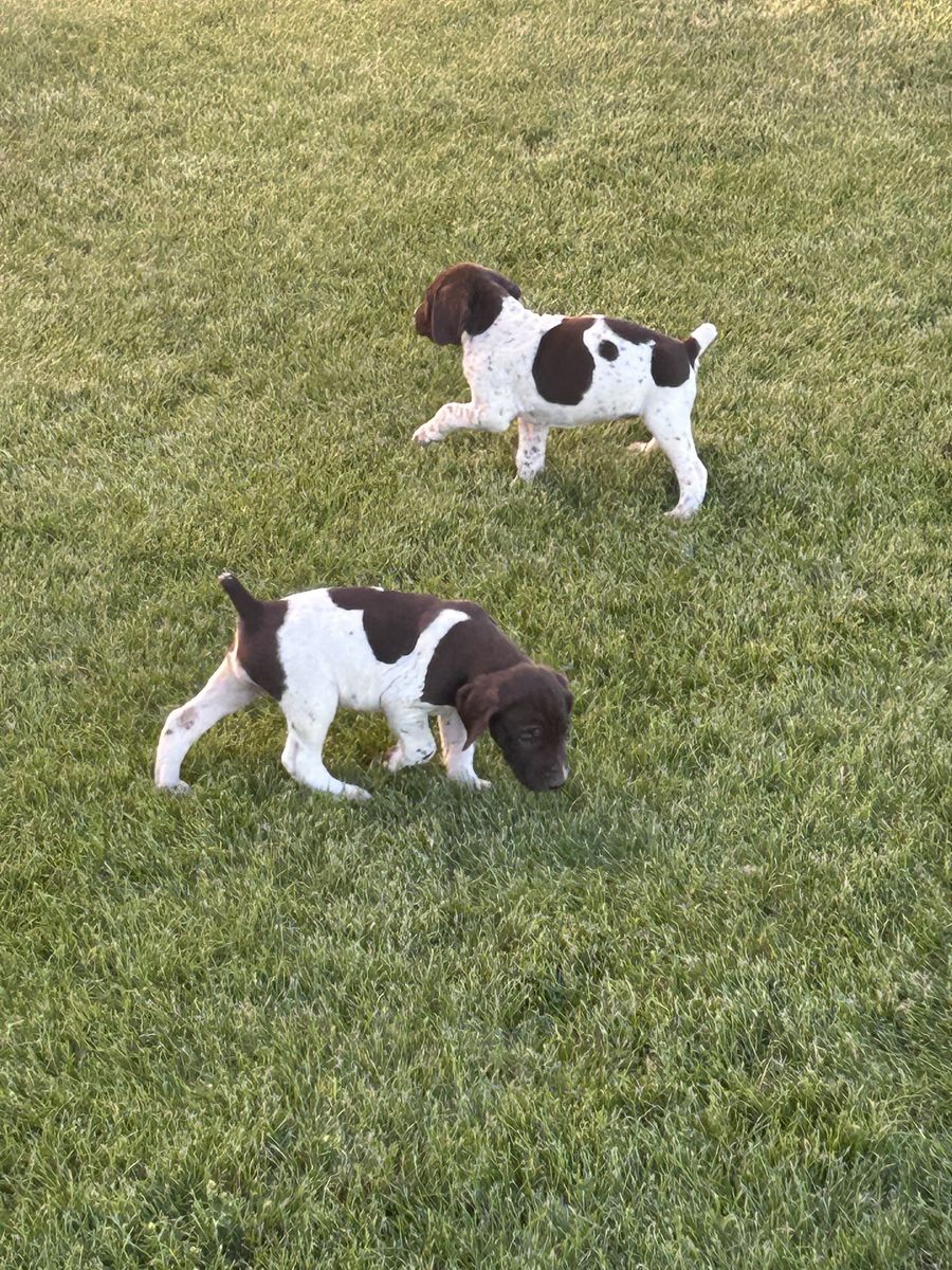 German Shorthair Pointers
