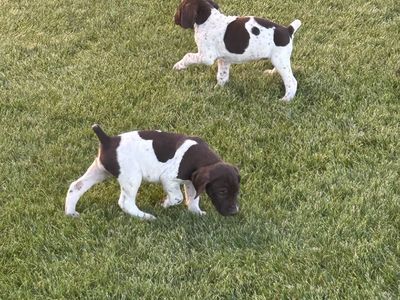 German Shorthair Pointers