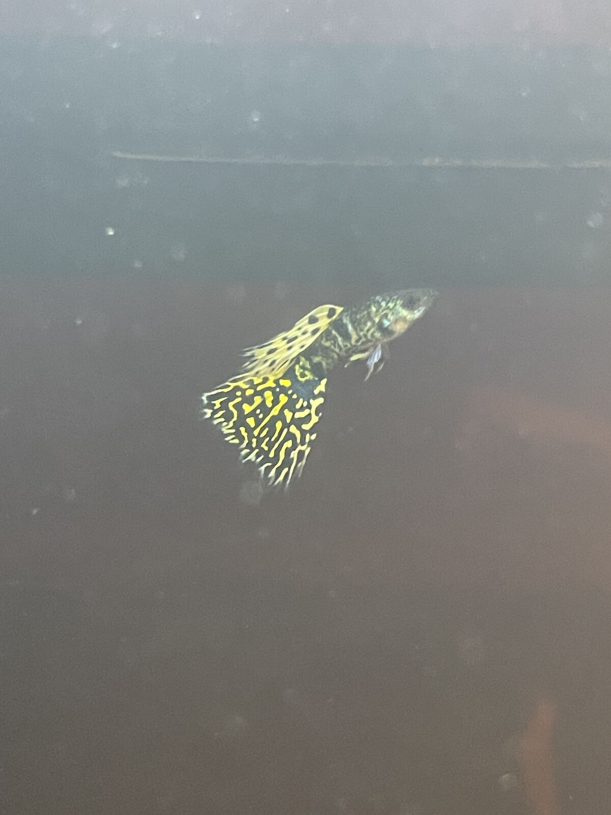 *Price Drop* Fancy Leopard Guppies - Live Fish