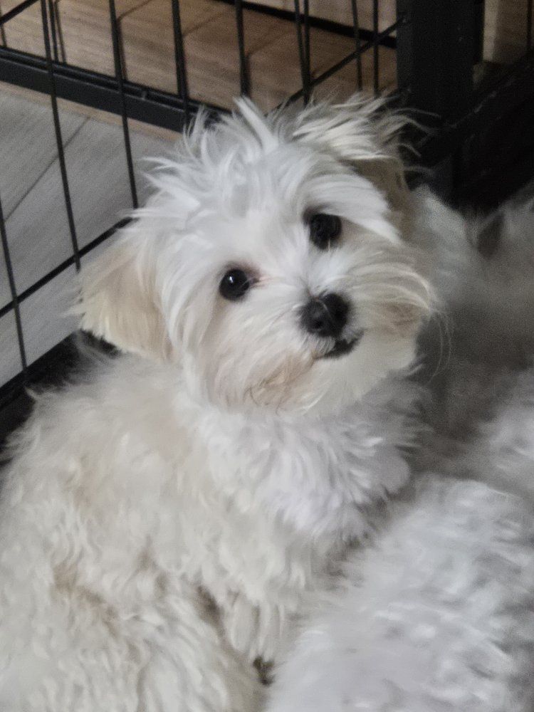 Maltipoo girl