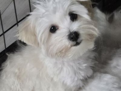 Maltipoo girl
