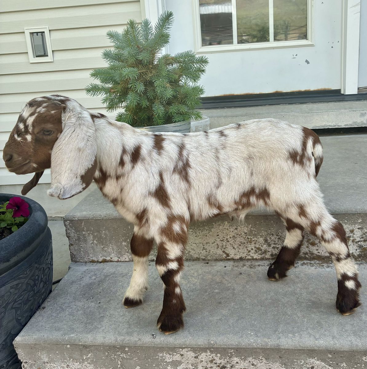 Dopple Boer Bucklings