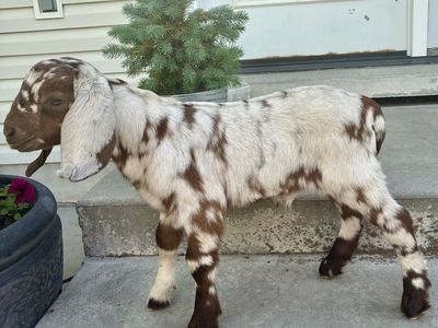 Dopple Boer Bucklings