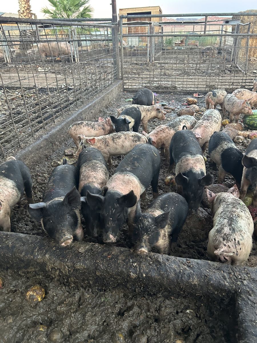 Pigs - Weaner pigs  $110