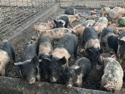 Pigs - Weaner pigs $110