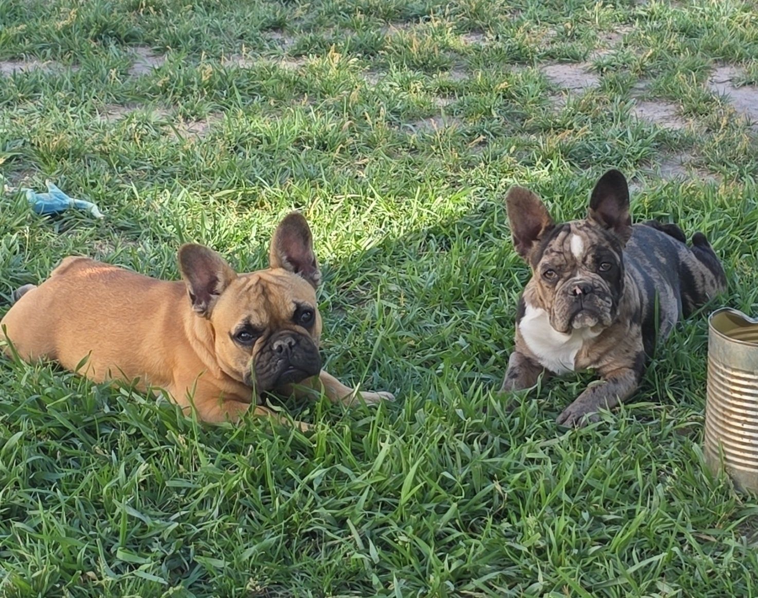 Female Frenchie