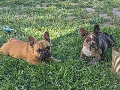 Female Frenchie
